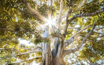 The Roots in the Storm