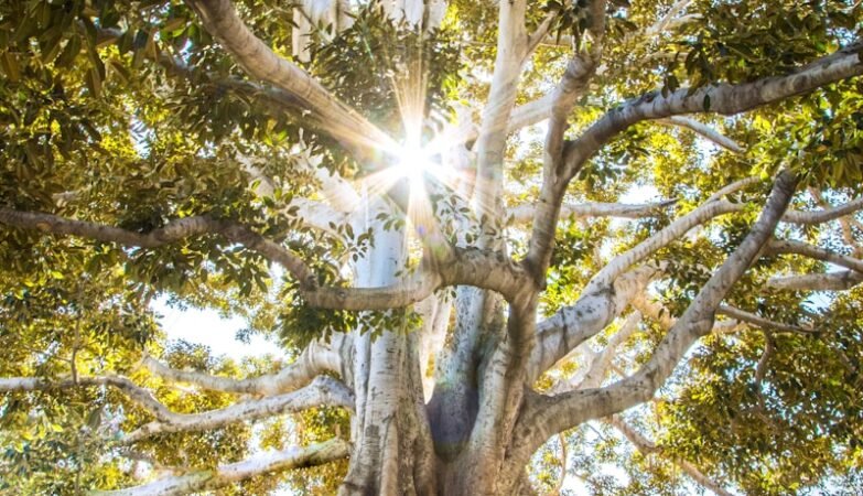 The Roots in the Storm